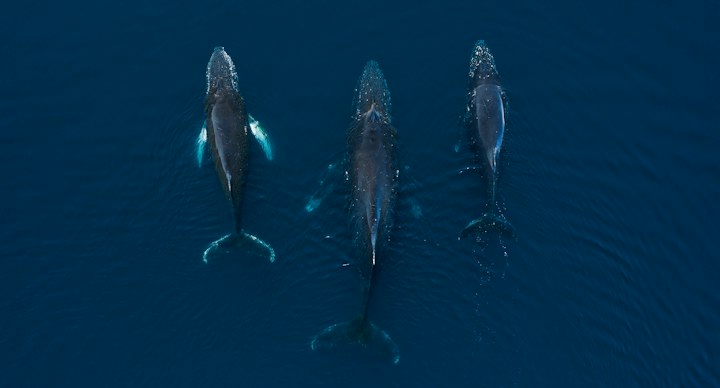 Image by Filip Kulisev